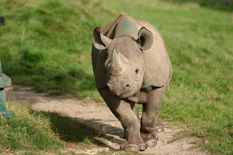 Photo IMG 4470 Rhino Running